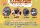 CASTRACIONES: 15 CUPOS PARA PERROS, SIN CUPO PARA GATOS
