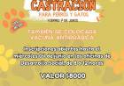 CASTRACION PARA PERROS Y GATOS