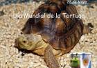 23 DE MAYO: DIA MUNFIAL DE LA TORTUGA