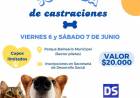 JORNADAS DE CASTRACIONES PARA PERROS Y GATOS