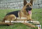 2 DE JUNIO: DIA NACIONAL DEL PERRO