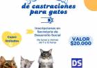 JORNADA DE CASTRACION PARA GATOS
