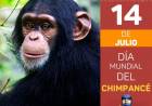 14 DE JULIO: DIA MUNDIAL DEL CHIMPANCE