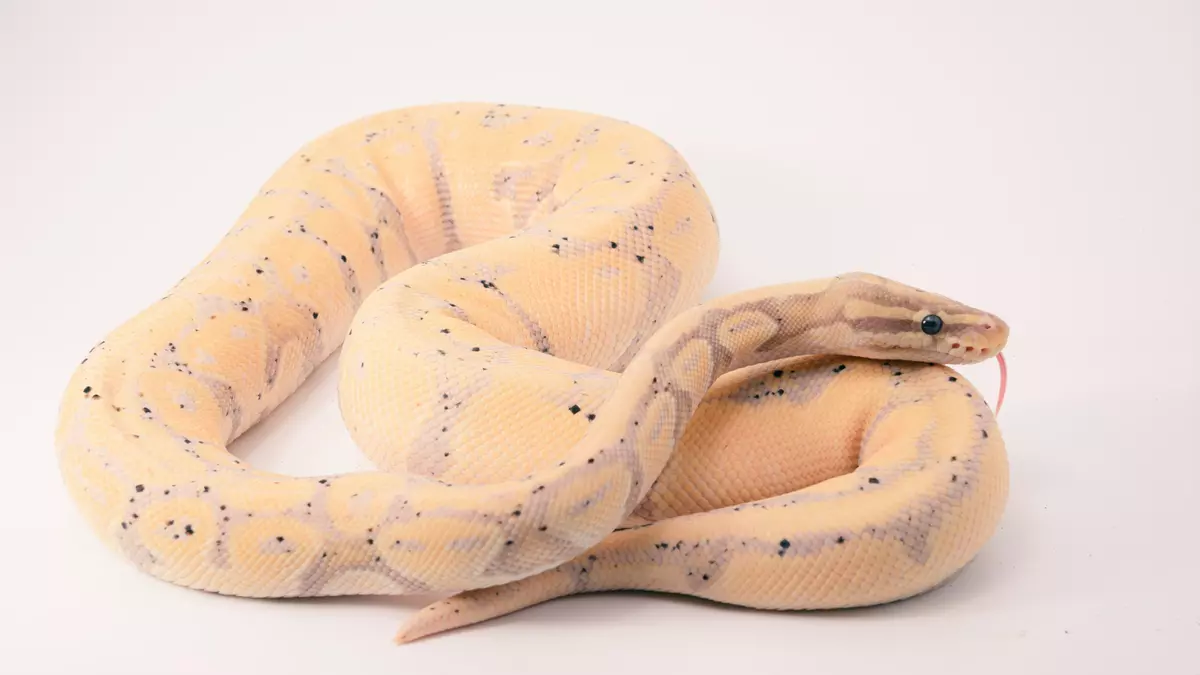 16 DE JULIO: DIA MUNDIAL DE LA SERPIENTE