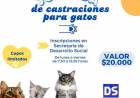 JORNADA DE CASTRACIONES PARA GATOS