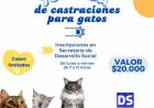 JORNADA DE CASTRACIONES PARA GATOS