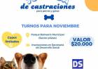 CASTRACIONES PERROS Y GATOS