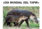 27 DE ABRIL: DIA MUNDIAL DEL TAPIR