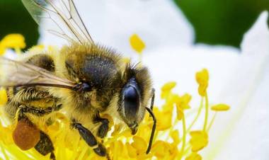 DIA MUNDIAL DE LAS ABEJAS