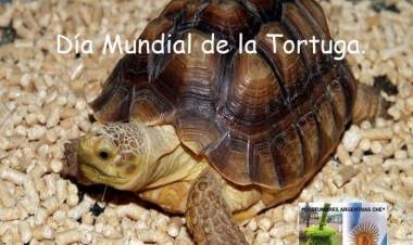 23 DE MAYO: DIA MUNFIAL DE LA TORTUGA