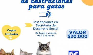 JORNADA DE CASTRACION PARA GATOS
