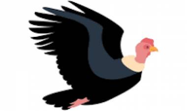 7 DE JULIO: DIA INTERNACIONAL DEL CONDOR
