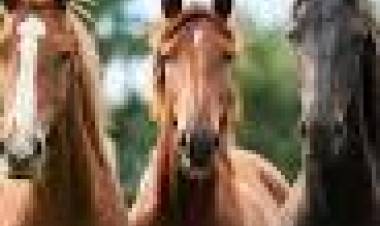 11 E JULIO: DIA MUNDIAL DEL CABALLO