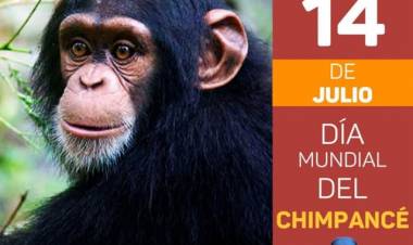 14 DE JULIO: DIA MUNDIAL DEL CHIMPANCE