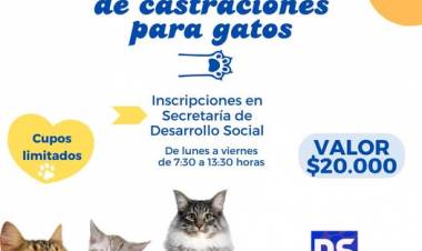 JORNADA DE CASTRACION PARA GATOS