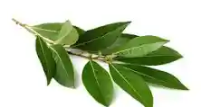 LA IMPORTANCIA DEL LAUREL...!!!