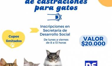 JORNADA DE CASTRACION PARA GATOS