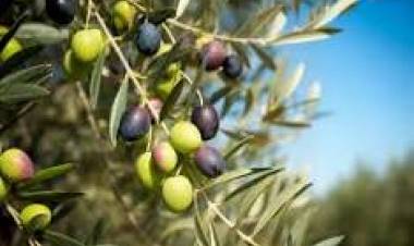 26 DE NOVIEMBRE: DIA MUNDIAL DEL OLIVO