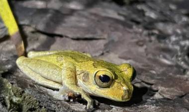 20 DE MARZO: DIA MUNDIAL DE LA RANA