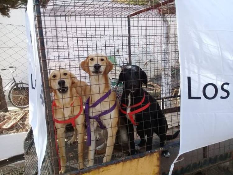 COMENZARON LAS CASTRACIONES EN EL PARQUE