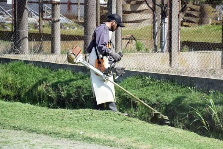 CONTINUA EL CORTE DE PASTO