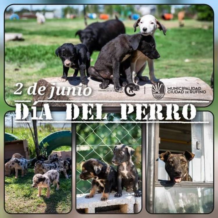 DIA DEL PERRO (2/6)