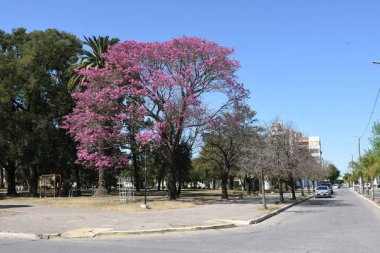 RENOVACION DE VEREDAS EN PLAZA SARMIENTO
