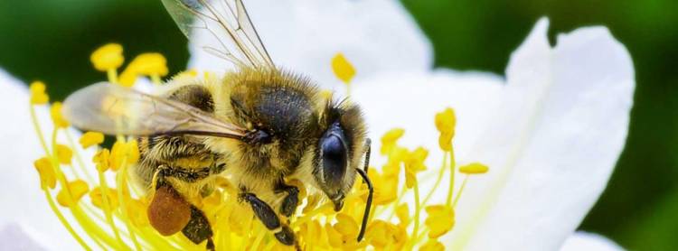 DIA MUNDIAL DE LAS ABEJAS