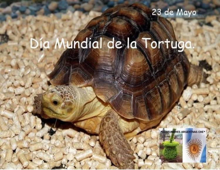 23 DE MAYO: DIA MUNFIAL DE LA TORTUGA