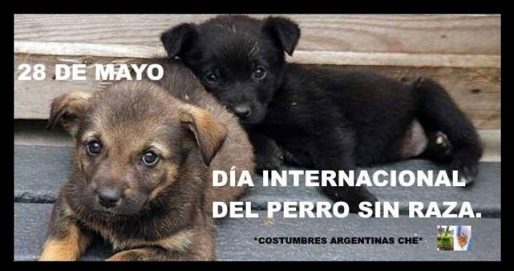 28 DE MAYO: DIA NACIONAL DEL PERRO SIN RAZA