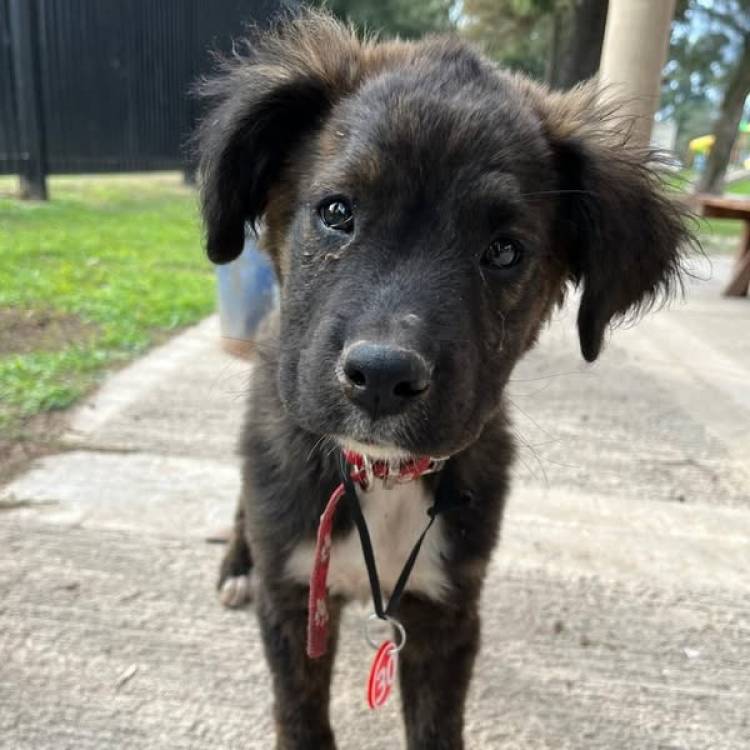 DOS NUEVAS JORNADAS DE CASTRACIONES