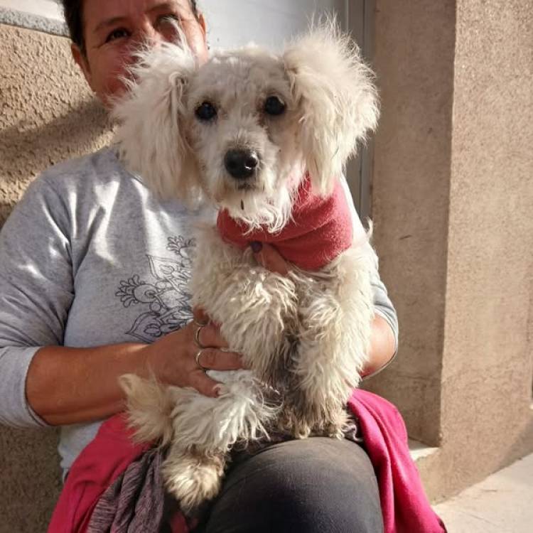 DOS NUEVAS JORNADAS DE CASTRACIONES