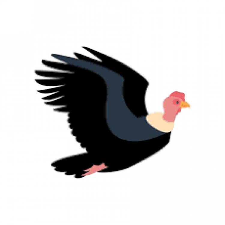 7 DE JULIO: DIA INTERNACIONAL DEL CONDOR