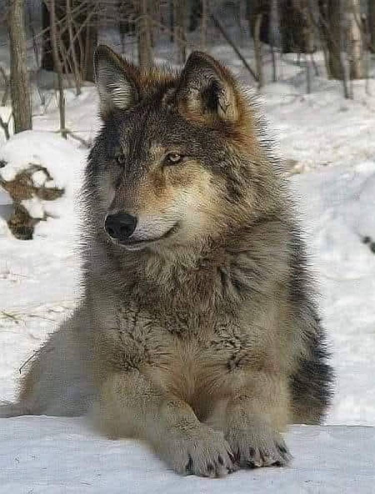 EL LOBO... MUCHO PARA APRENDER...