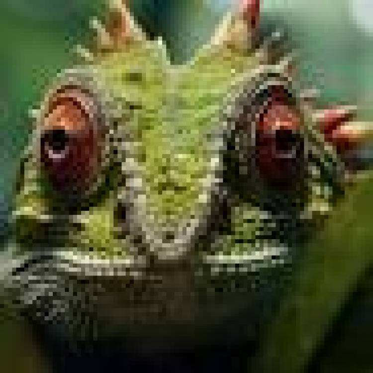 14 DE AGOSTO: DIA MUNDIAL DEL LAGARTO