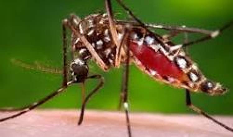 20 DE AGOSTO: DIA MUNDIAL DEL MOSQUITO