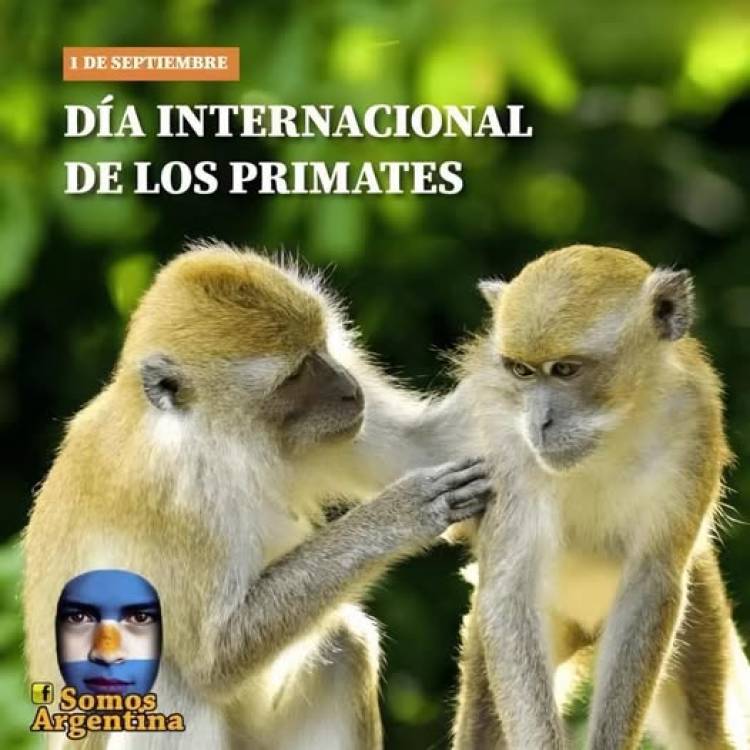 1 DE SETIEMBRE: DIA INTERNACIONAL DE LOS PRIMATES