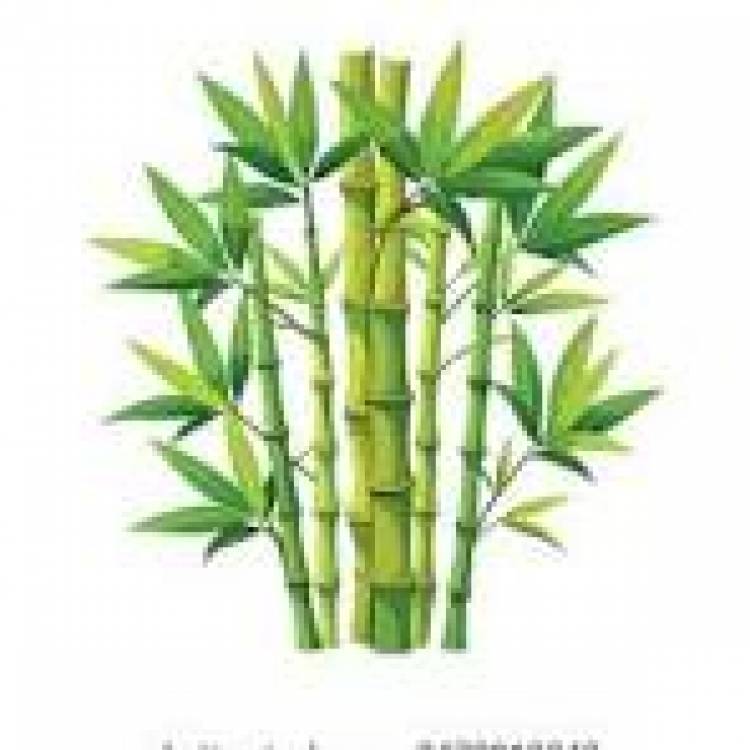 18 DE SETIEMBRE:DIA MUNDIAL DEL BAMBU