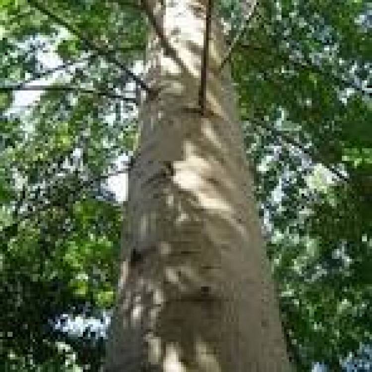 YACARATAI: EL UNICO ARBOL COMESTIBLE