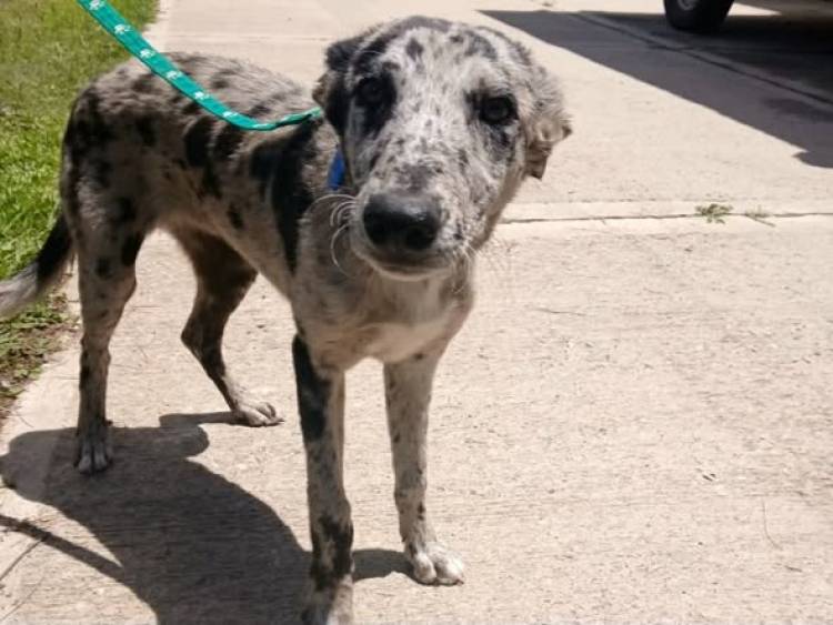 NUEVA JORNADA DE CASTRACION Y VACUNACION