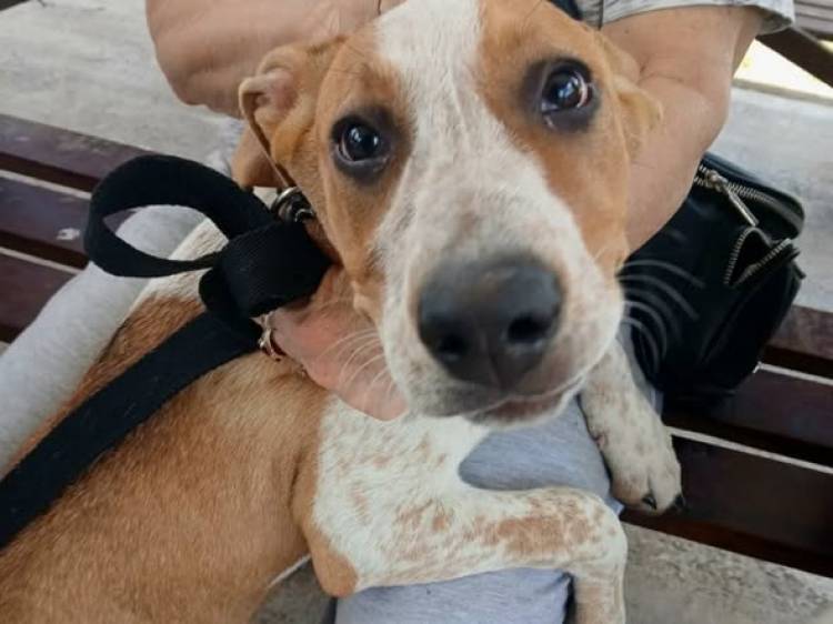 NUEVA JORNADA DE CASTRACION Y VACUNACION