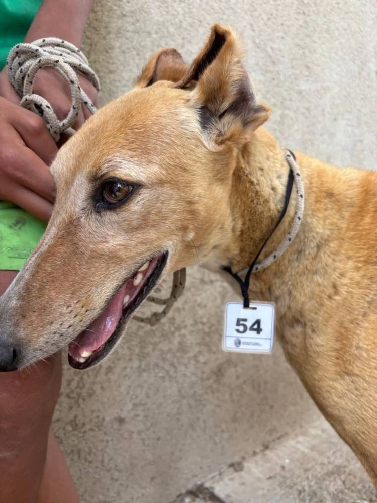 ULTIMA JORNADA DE CASTRACIONES DEL AÑO