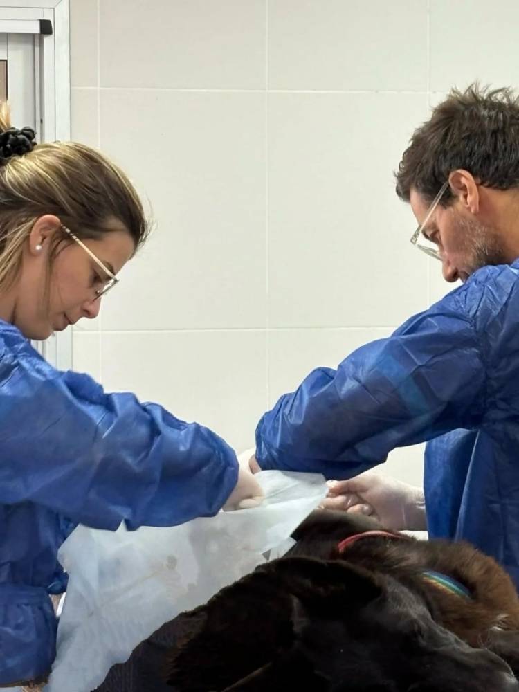 ULTIMA JORNADA DE CASTRACIONES DEL AÑO