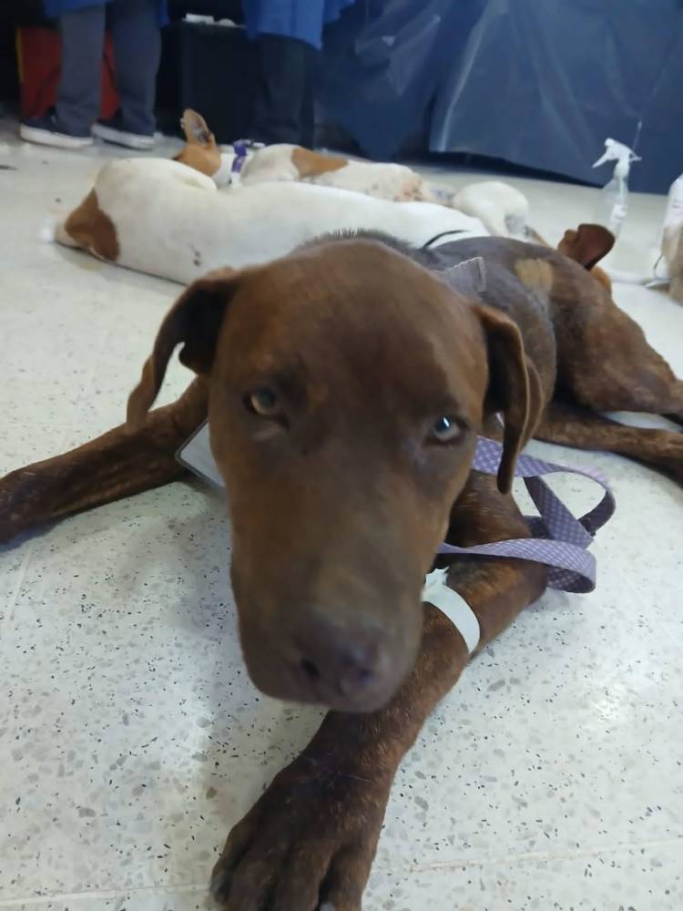 ULTIMA JORNADA DE CASTRACIONES DEL AÑO