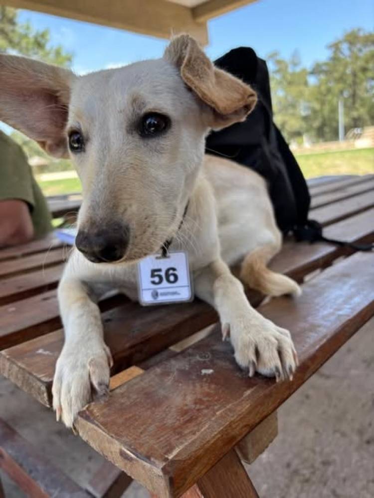 ULTIMA JORNADA DE CASTRACIONES DEL AÑO