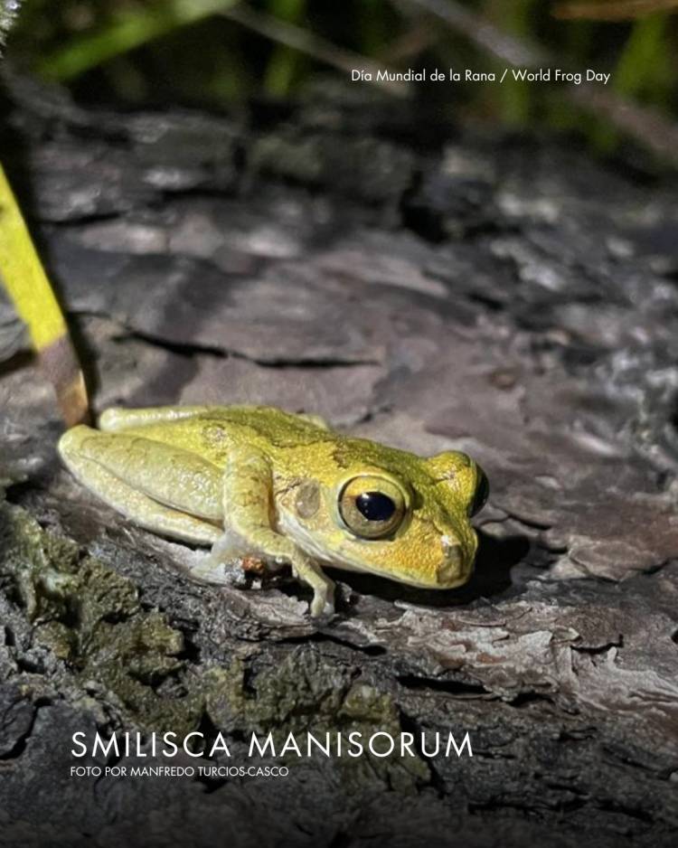 20 DE MARZO: DIA MUNDIAL DE LA RANA