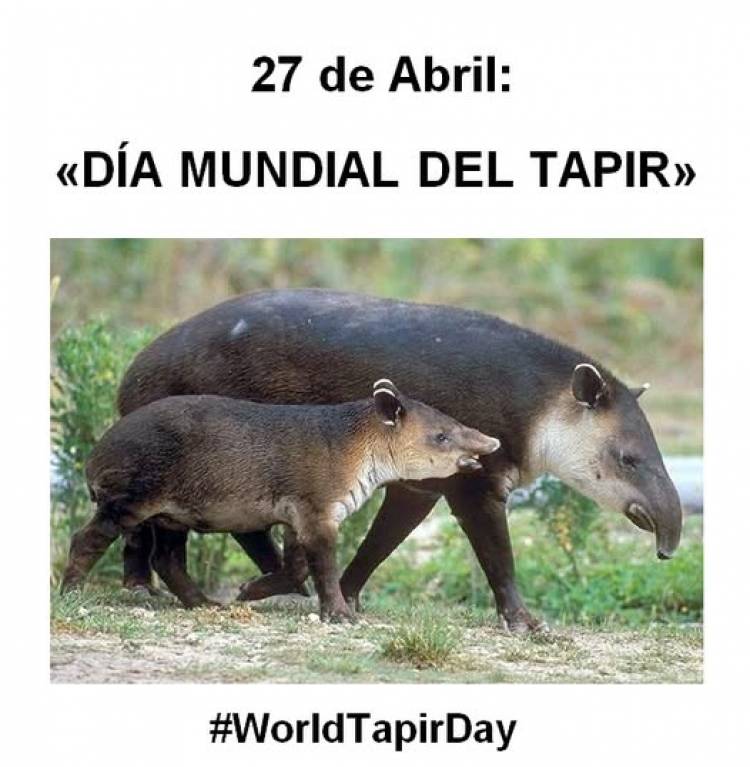 27 DE ABRIL: DIA MUNDIAL DEL TAPIR
